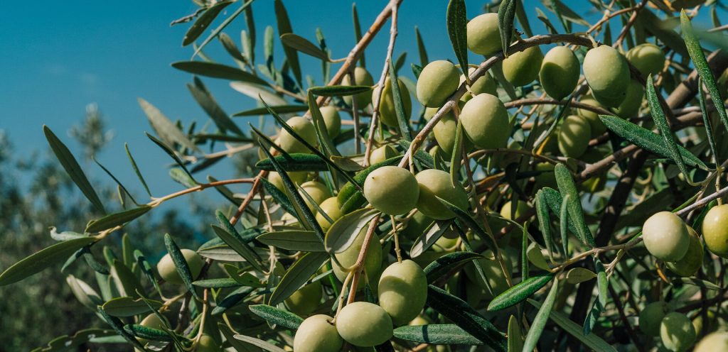 olio extra vergine d'oliva Menfi Sicilia